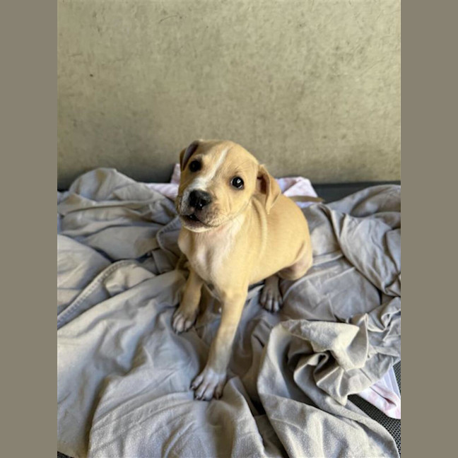 Photo of Simba