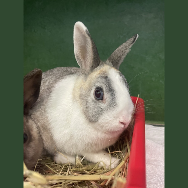 Photo of Penny (Bonded To Tabitha)