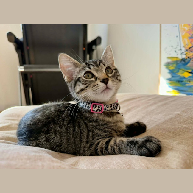Photo of Sashy ** 2nd Chance Cat Rescue **