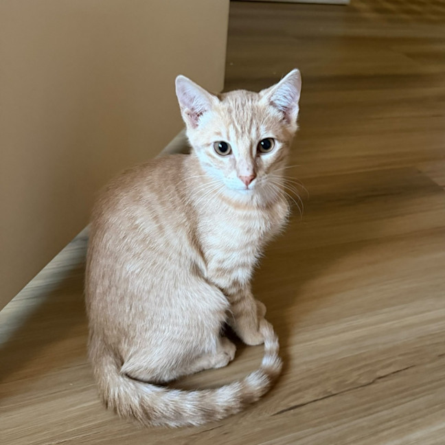 Photo of Butter