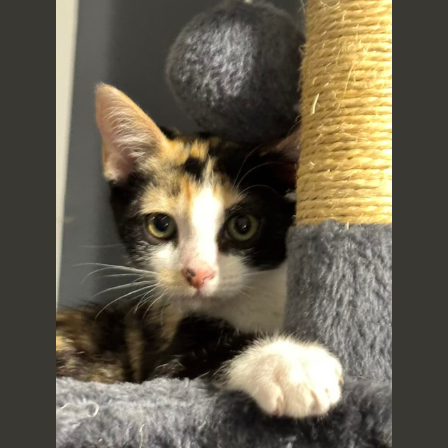 Photo of Lucky   12 Week Old Dsh (On Trial)