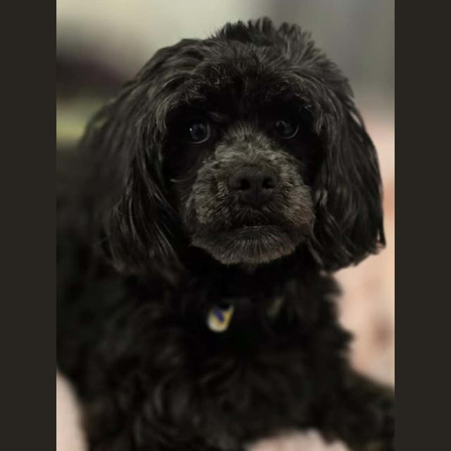 Photo of Roxi