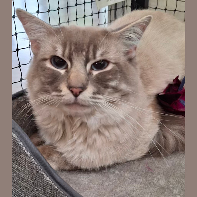 Photo of Vanilla * 9 Lives Project Rescue*