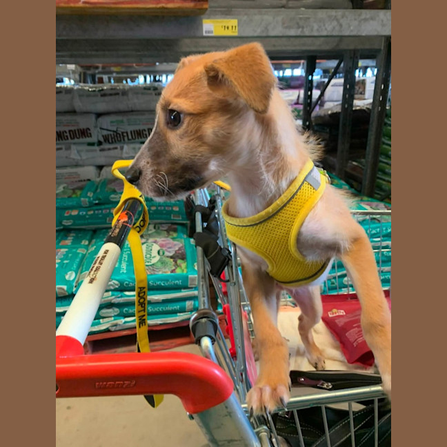 Photo of Scamp