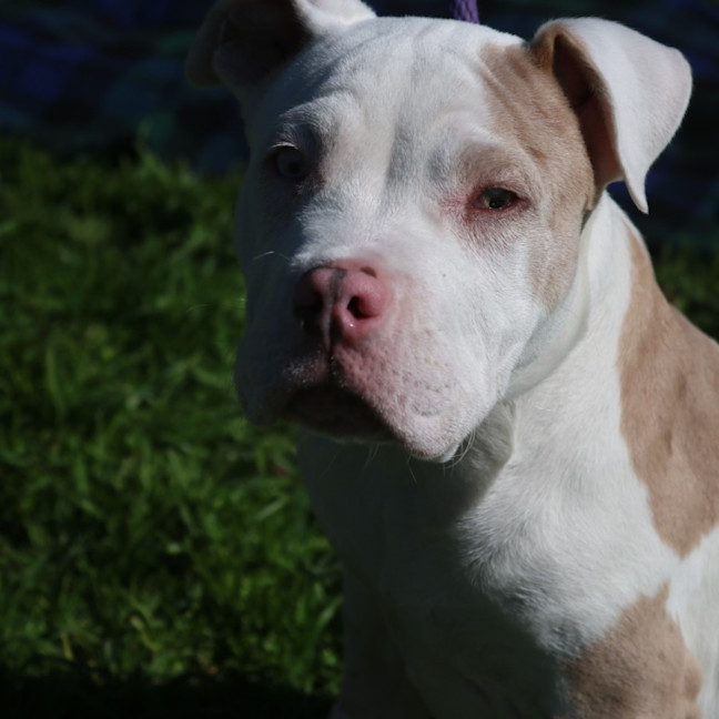Photo of Odin