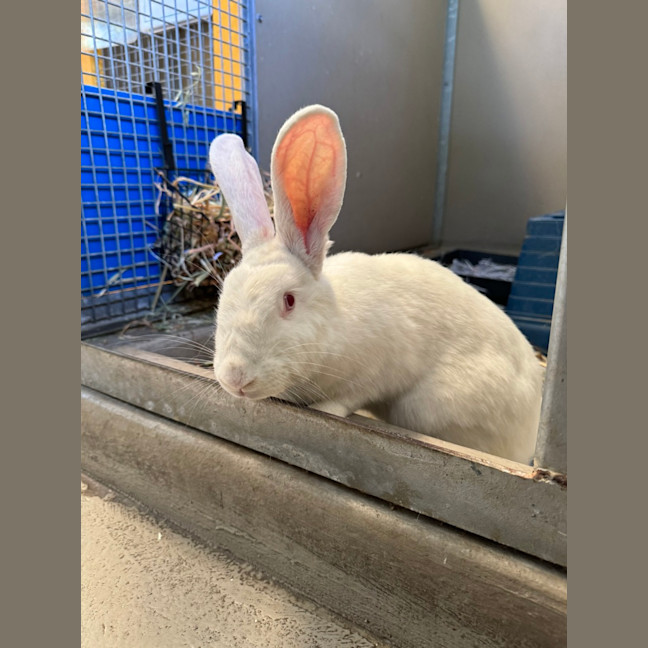 Photo of Waffle