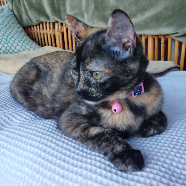 Photo of Daisy