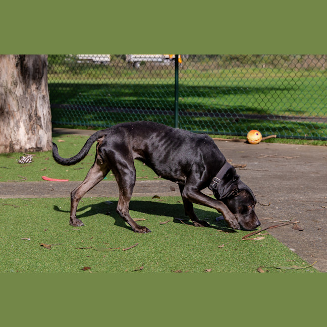 Photo of Zuri
