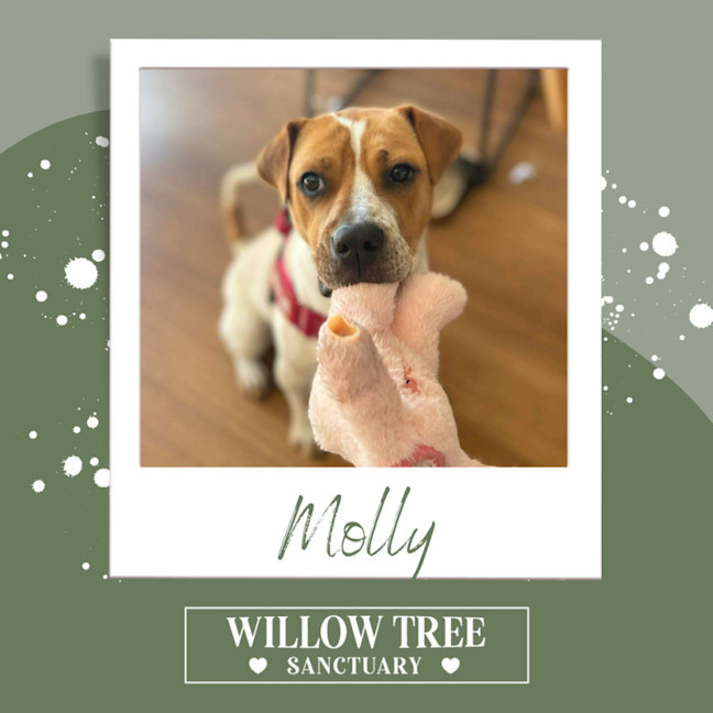 Photo of Molly