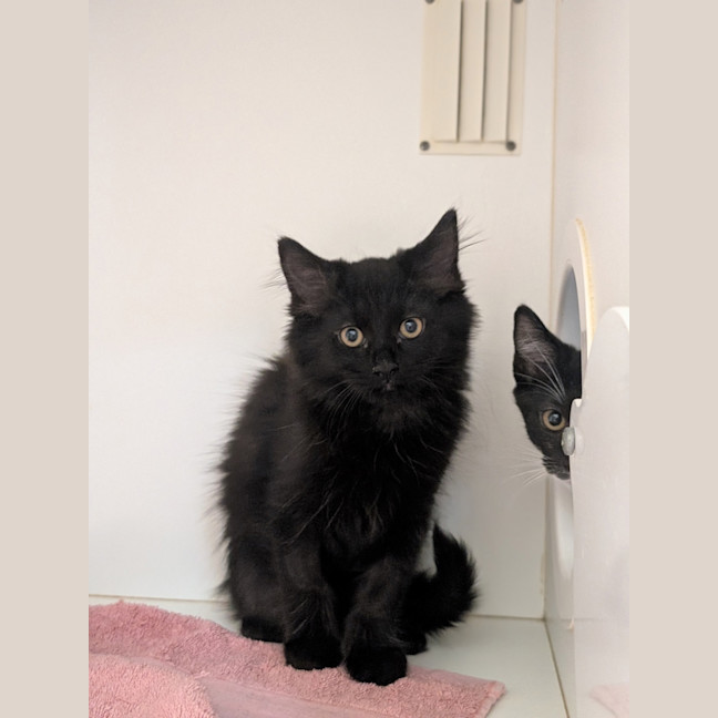 Photo of Custard Eclair