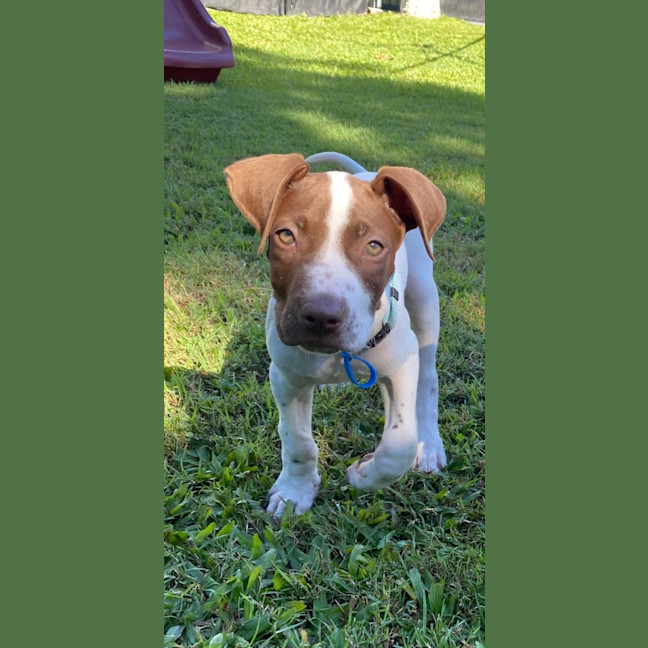 Photo of Wyatt