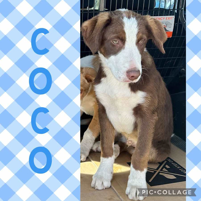 Photo of Coco