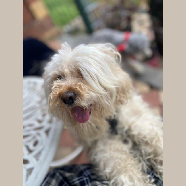 Photo of Tinkerbell Kumara