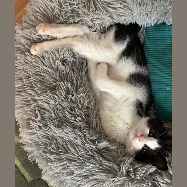 Photo of Possum
