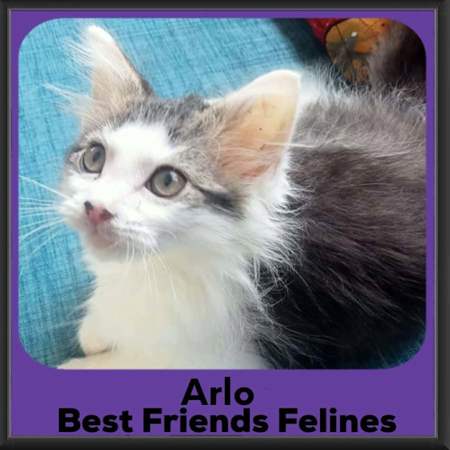 Photo of Arlo 