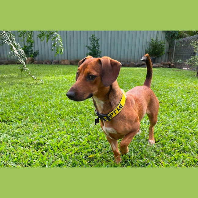 Photo of Bella