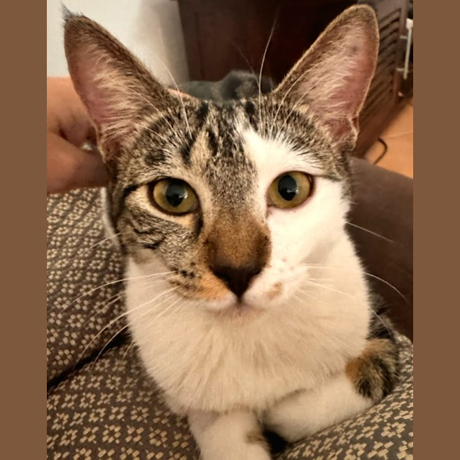 Photo of Lulu