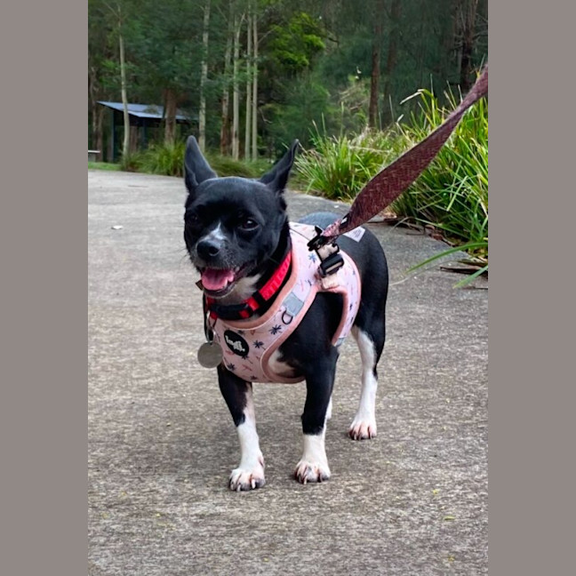 Photo of Lola