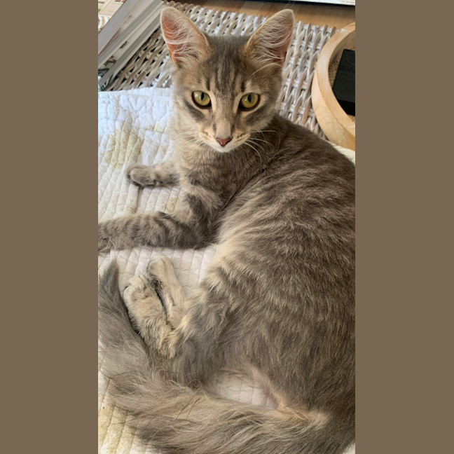 Photo of Phineas & Foxy