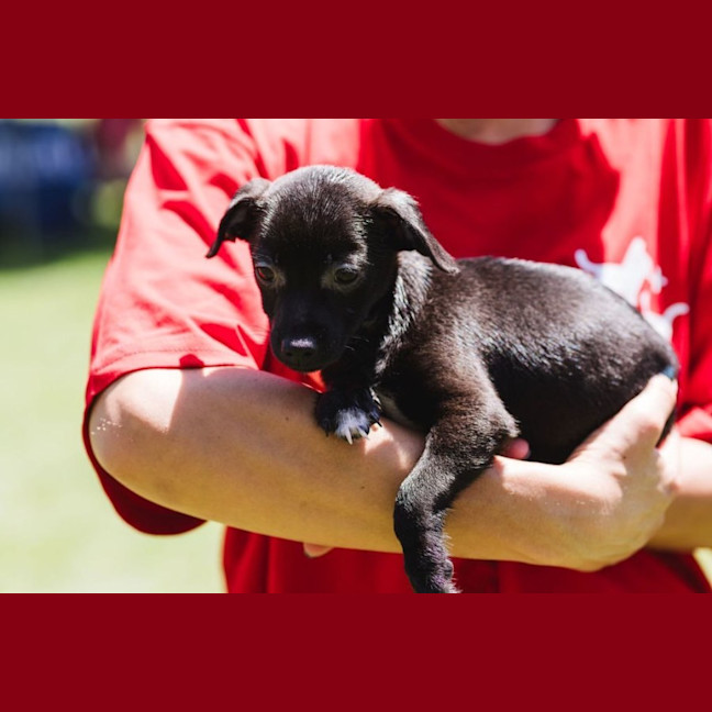 Photo of Onyx
