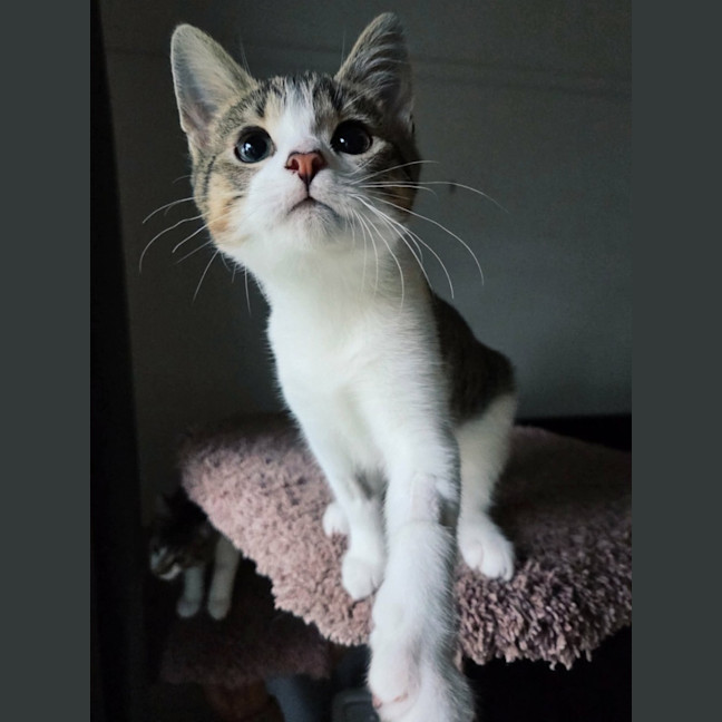 Photo of Hazelnut   In Foster Care In Northcote
