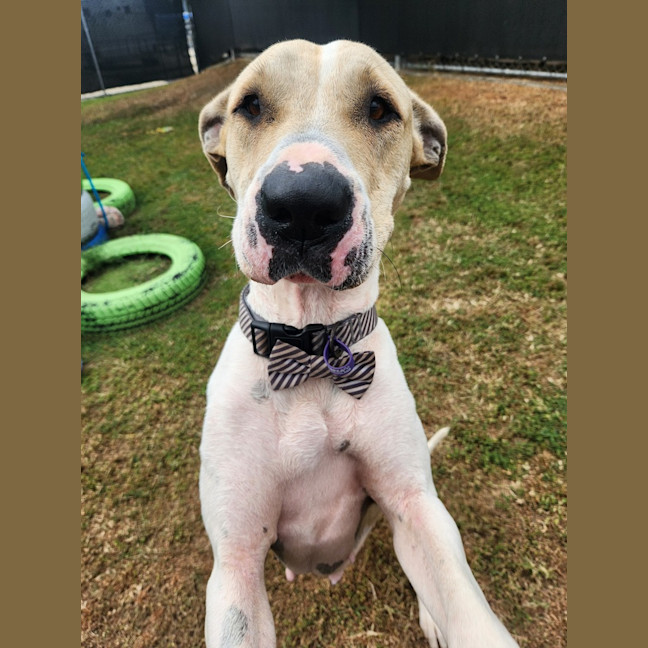 Photo of Bella (Shela)