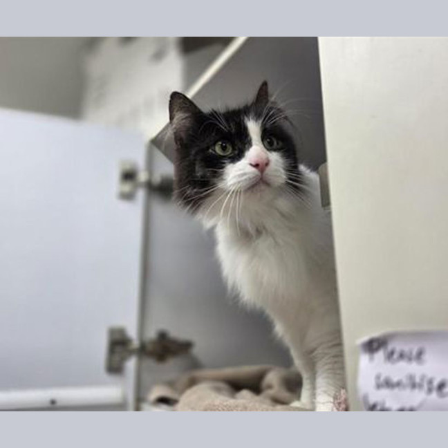 Photo of Oreo