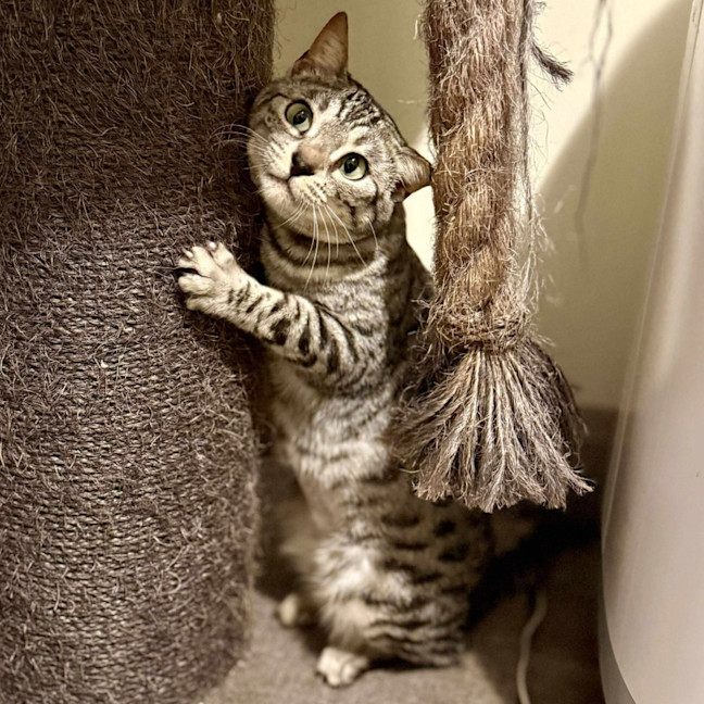 Photo of Cookie Lafufu   Located In Brunswick