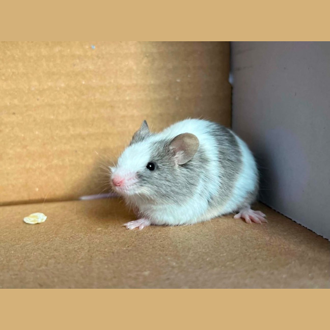 Photo of Remus