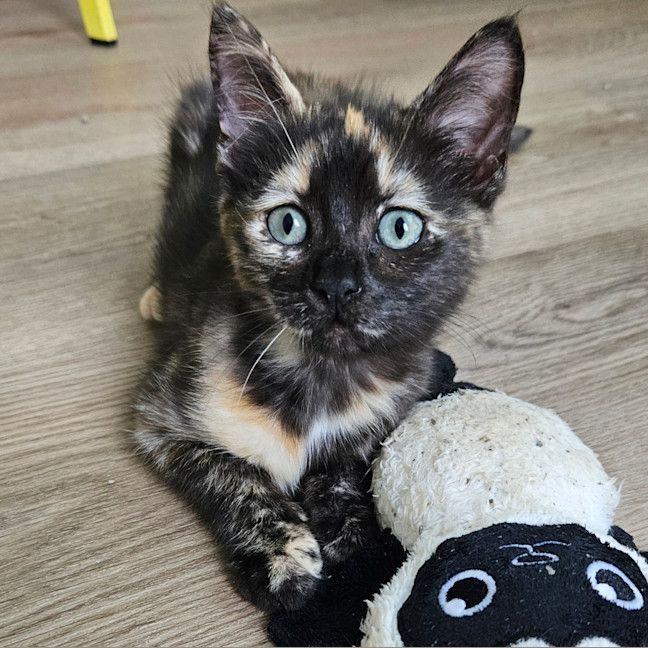 Photo of Monica