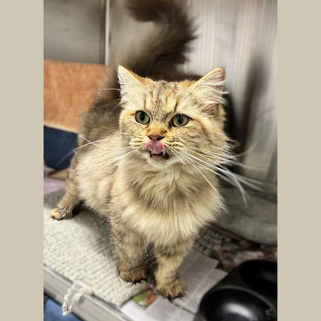 Photo of Golden