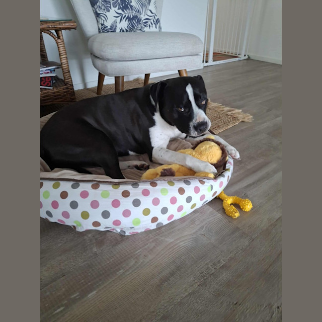 Photo of Zeus   5 Year Old Staffy X