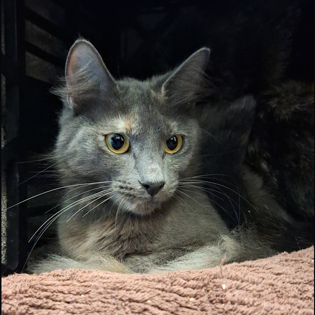 Photo of Squeaky