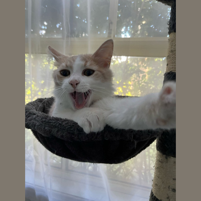 Photo of Cooper