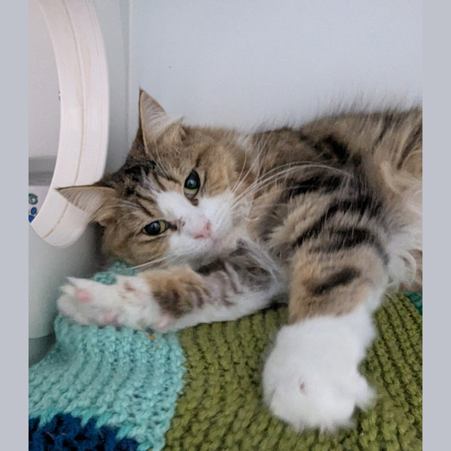 Photo of Tawny