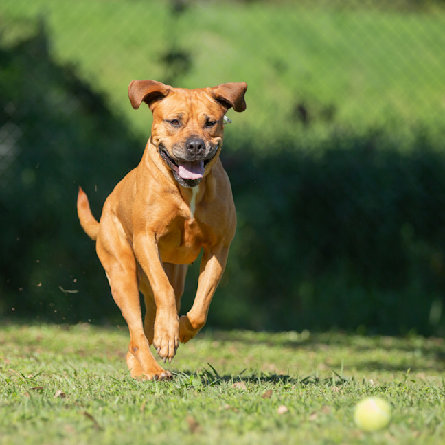 Photo of Bindi