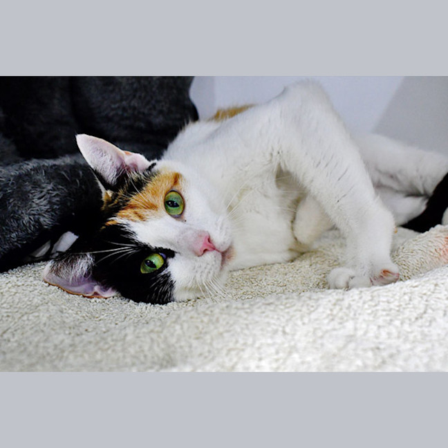 Photo of Gingerbread