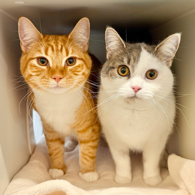 Photo of Dennis & Mackenzie