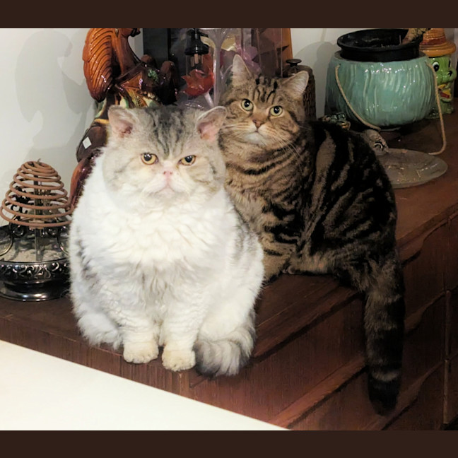 Photo of 🥔Pringle & Pico🍫