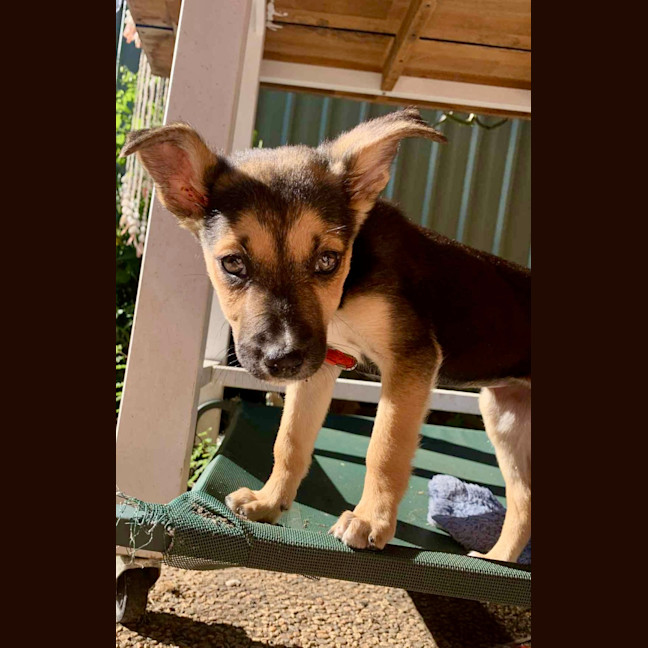 Photo of Minnie   9 Week Old Kelpie X Border Collie