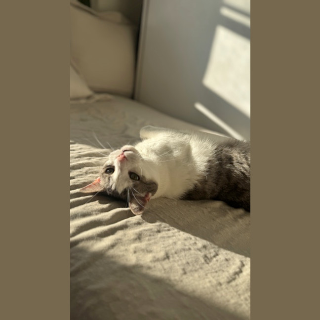 Photo of Quince