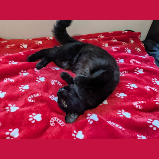 Photo of Biscuit 