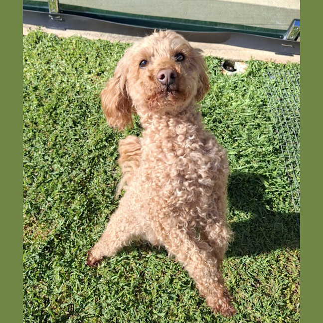 Photo of Buddy