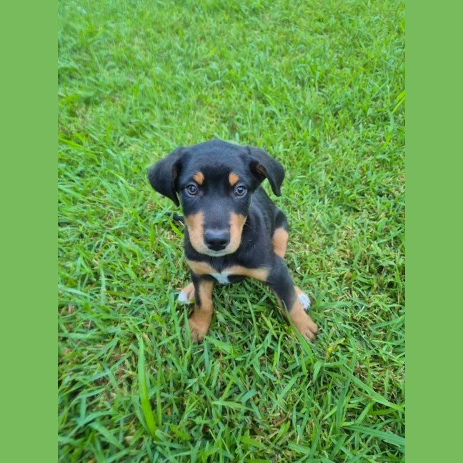Photo of Trixie