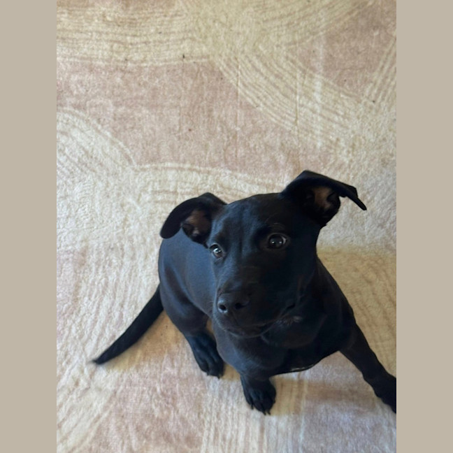 Photo of Willow