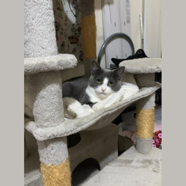 Photo of Clover