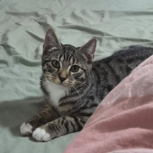 Photo of Raisen
