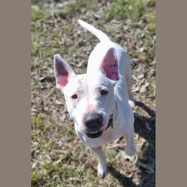 Photo of Dudley