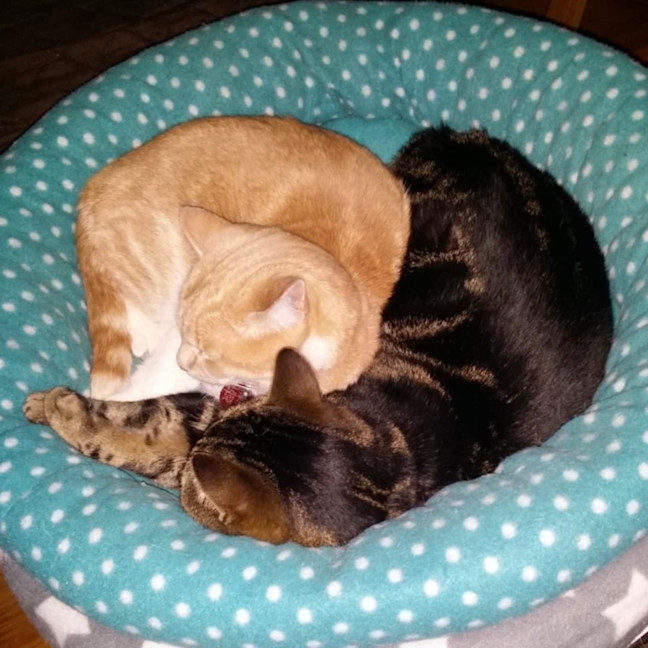 Photo of Rosalee & Sherlock   Assisted Rehome