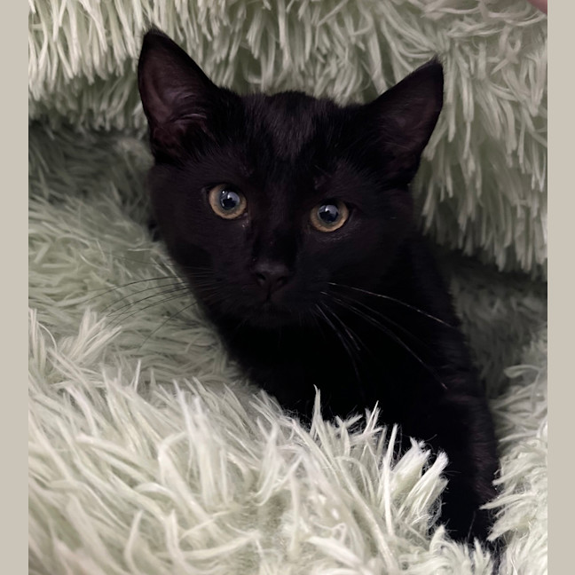Photo of Percy